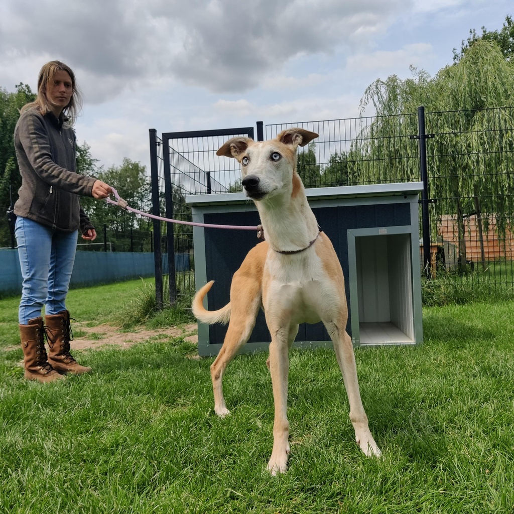 Hondenhok Geïsoleerd Antraciet L 