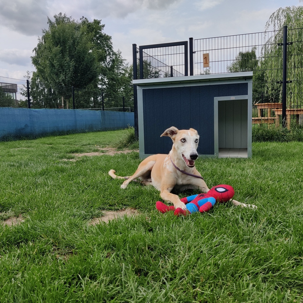 Hondenhok Geïsoleerd Antraciet L 